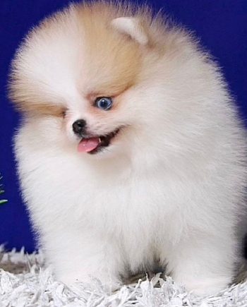 Pomerania